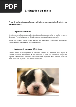 L'éducation du chiot