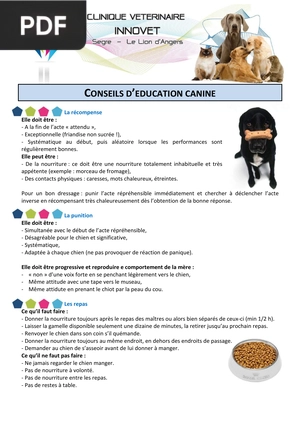 Conseils d’education canine