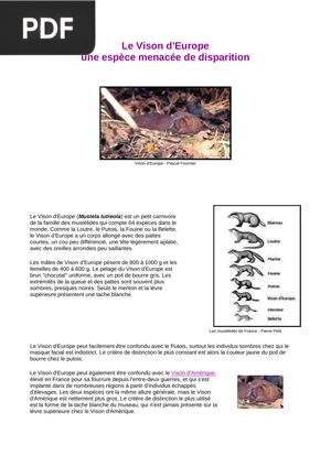 Le Vison d'Europe une espèce menacée de disparition