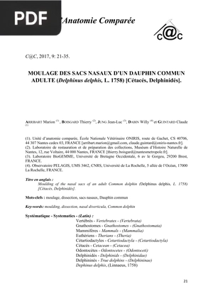 Moulage des sacs nasaux d’un dauphin commun adulte