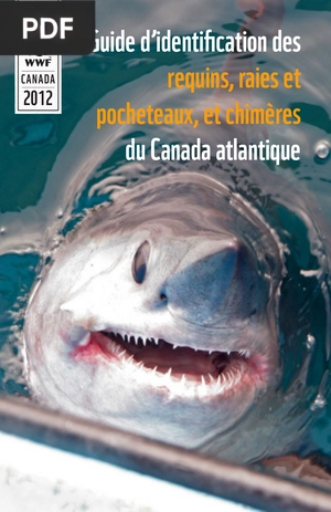 Guide d’identification des requins, raies et pocheteaux, et chimères du Canada atlantique