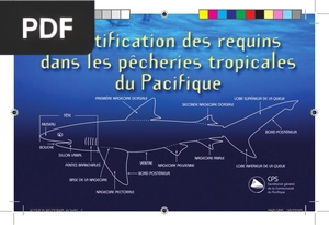 Identification des requins dans les pêcheries tropicales du Pacifique