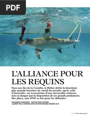 L’Alliance pour les requins
