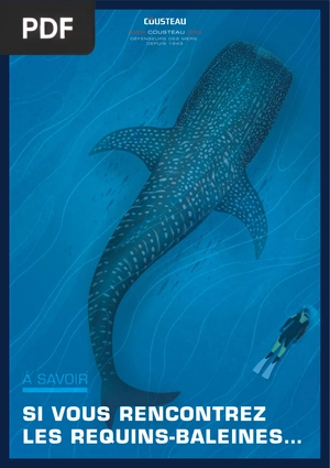 Si vous rencontrez les requins-baleines