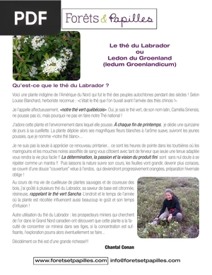 Le thé du Labrador