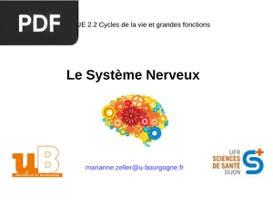 Le Système Nerveux
