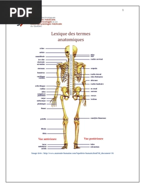 Lexique des termes anatomiques