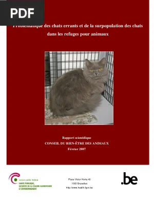 Chats errants et surpopulation dans les refuges