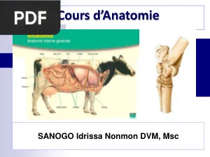 Cours d'Anatomie veterinaire