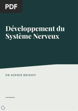 Développement du Système Nerveux