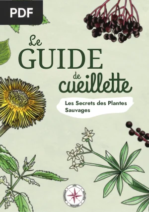 Le Guide de Cueillette : Les Secrets des Plantes Sauvages