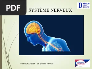 Le système nerveux