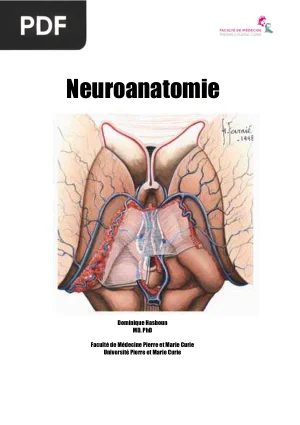 Neuroanatomie