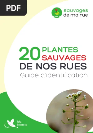 Sauvages de ma rue : guide d'identification des plantes des villes